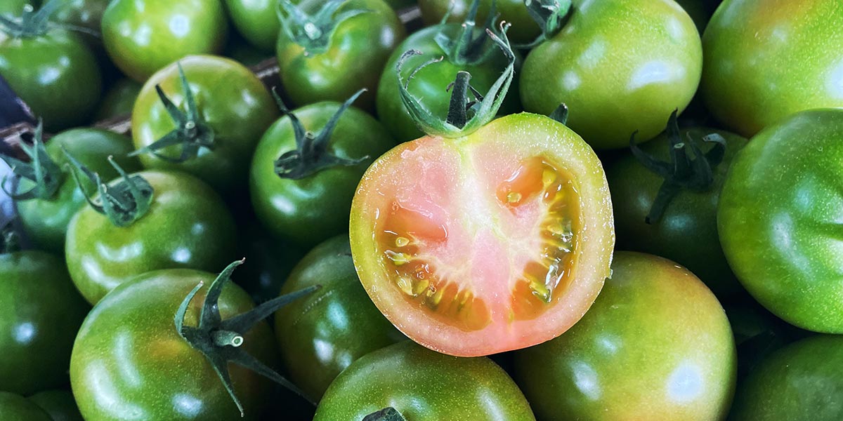 Pomodoro sardo, la tradizione continua con DRW7723 di Seminis